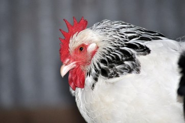 Hen