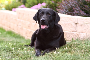 Black Lab Laying in Lawn