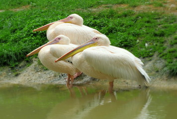 Trois pélicans blancs.
