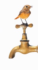 Sin Agua
