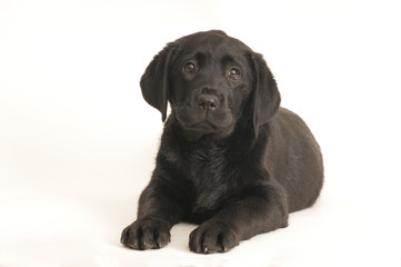 LABRADOR