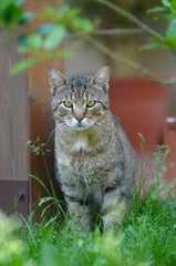 Obraz premium GATTO.