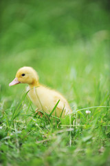 duckling on green grass