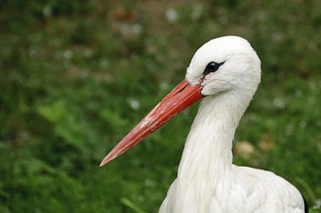 Fototapeta premium White stork
