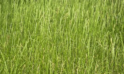 Texture of green grass closeup. Focus on the first stalks.