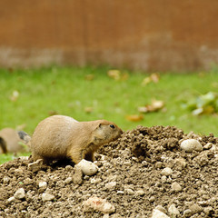 Black-tailed prairie dog