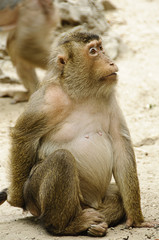 Female pig-tailed macaque