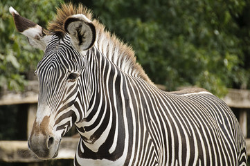 Fototapeta na wymiar Imperial zebra