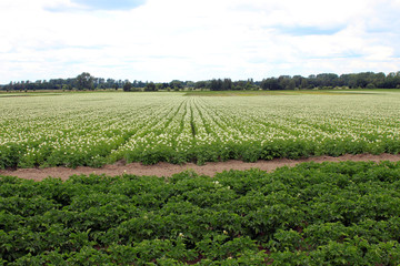 Fototapeta na wymiar white blooming potato field