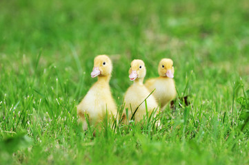 three fluffy chicks