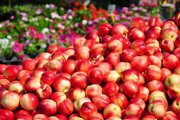 Fresh nectarines on the open market
