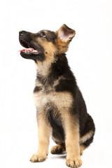 german shepard dog