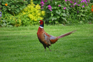 pheasant