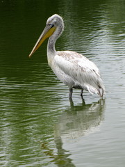 Pélican gris dans l'étang.