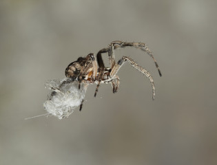 spinne spider 01