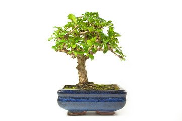 Bonsai