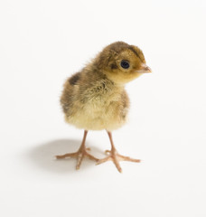 Baby Golden Pheasant. Isolated on white background.