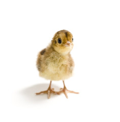 Baby Golden Pheasant. Isolated on white background.