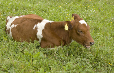 Calf in the grass