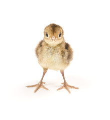 Baby Golden Pheasant. Isolated on white background.