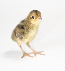 Baby Golden Pheasant. Isolated on white background.