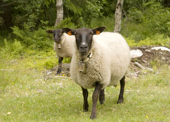 Naklejka premium Sheep