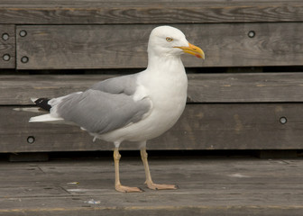 Herring Gull