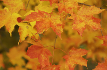 Naklejka na ściany i meble Leaves in Autumn