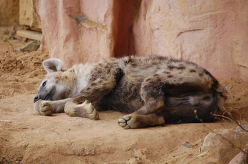 Zoo 2009