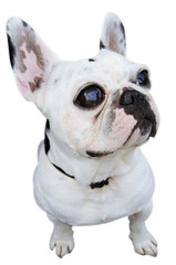 english bulldog
