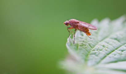 Close-up of a bug
