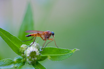 Close-up of an insect