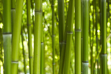 Fototapeta premium Bamboo Bamboo 06