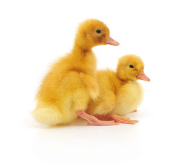 two ducklings