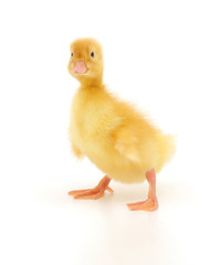 one duckling
