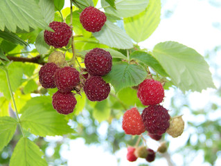 Raspberry on the branch