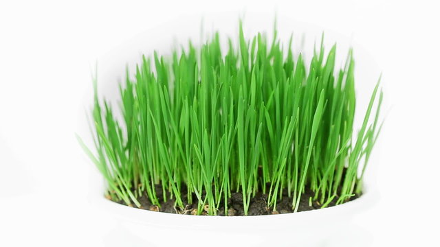 Rotating fresh new green grass bunch