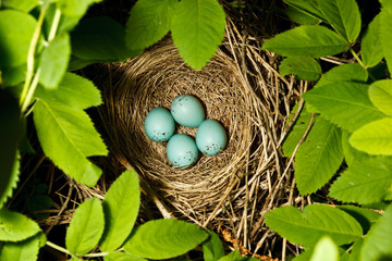 Carpodacus erythrinus, Common Rosefinch. Nest of a bird.