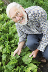 Organic Farmer Inspecting Beetroot Crop