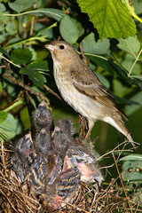 Carpodacus erythrinus, Common Rosefinch, female.