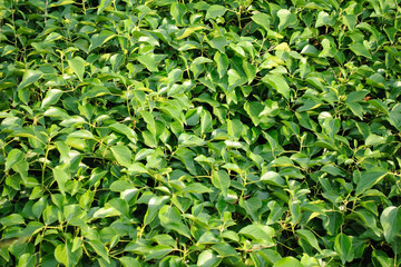 green summer leaves texture