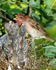 Carpodacus erythrinus, Common Rosefinch, male