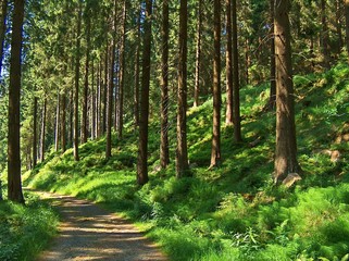 tief im Wald