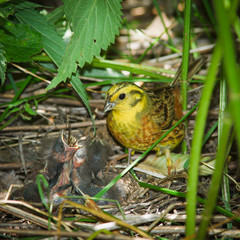Yellowhammer, Emberiza citrinella by nest.