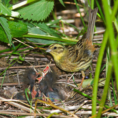 Yellowhammer, Emberiza citrinella by nest.