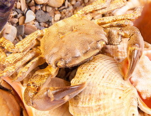 Sea crab on shell
