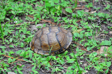 Three-Toed Box Turtle inside the shell