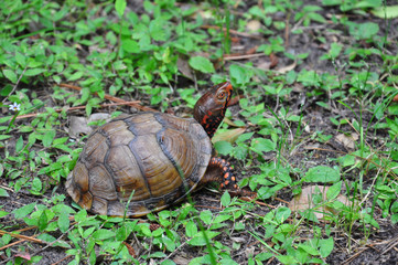 Three-Toed Box Turtle