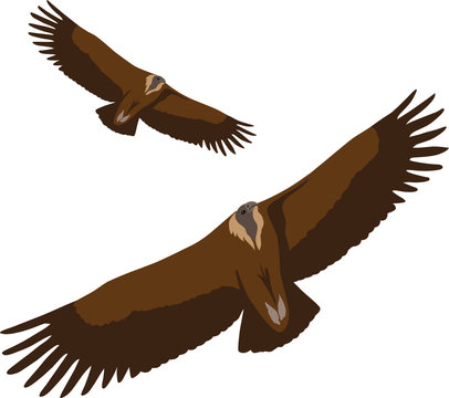 vulture vector illustration