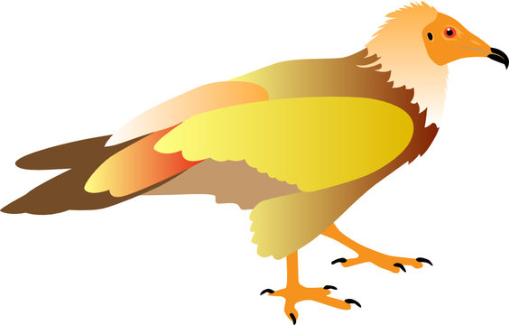 vulture vector illustration